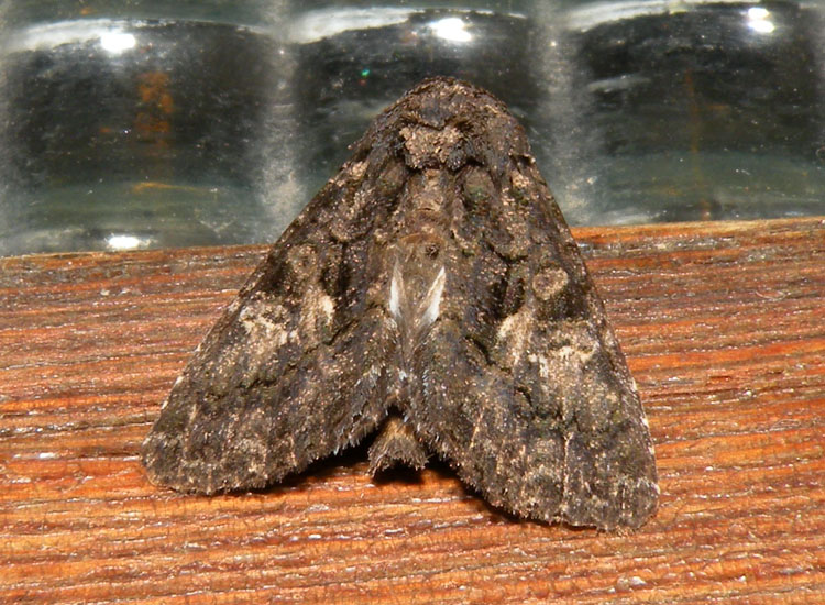 Noctuidae identificabile? - Aedia leucomelas